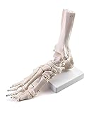 QWORK® Modelo de esqueleto de pie humano, modelo de pie y tobillo de anatomía médica de tamaño natural para el estudio médico y el aula de ciencias