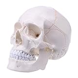 Nysunshine Modelo de calavera humana de tamaño real, anatomía anatómica modelo de hueso de cabeza de calavera humana, enseñanza médica, cabeza de esqueleto estudiando suministros de enseñanza