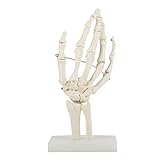 Modelo de hueso de mano modelo de hueso de investigación de articulación de mano humana de tamaño natural para anatomía médica