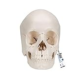3B Scientific A290 Modelo Anatómico Humano - Modelo de Cráneo Desmontable, Versión Anatómica, 22 Partes + Software de Anatomía - 3B Smart Anatomy