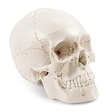Modelo Anatómico de Cráneo Adulto a Tamaño Real, Versión Mejorada | Réplica de Calavera Humana Desmontable con Partes Numeradas Grabadas con Láser | Modelo 3D para Enseñanza Médica de Anatomía Humana