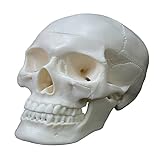 Modelo anatómico de calavera humana, tamaño real, modelo de esqueleto de cabeza de anatomía humana, incluye juego completo de dientes, tapa de calavera extraíble, anatomía humana, cabeza de cráneo,
