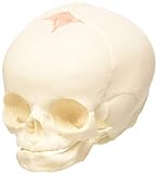 3B Scientific A25 Modelo Anatómico Humano - Cráneo de Feto, 30 semana de embarazo + App de anatomía gratuita - 3B Smart Anatomy