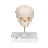 3B Scientific A26 Modelo de anatomía humana Cráneo de Feto, Sobre Soporte + App de anatomía gratuita - 3B Smart Anatomy