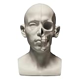 SIULAS Modelo de Cabeza Humana de Doble Cara anatómica - Modelo de cráneo de Cabeza de Esqueleto Humano - para Estudiantes de Arte Herramientas de Dibujo de Yeso de cráneo,Right