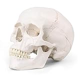 MIIRR Cráneo humano con calvario extraíble, calavera humana médica, 3 partes, gran modelo de calavera para enseñanza y aprendizaje de anatomía