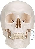 3B Scientific A20 Modelo Anatómico Humano - Modelo clásico de cráneo humano con conexiones magnéticas, 3 partes + Software de Anatomía - 3B Smart Anatomy