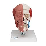 3B Scientific A300 Modelo Anatómico Humano - Modelo de Cráneo con Músculos Faciales con Conexiones Magnéticas - 3B Smart Anatomy, Clásico + Software de Anatomía
