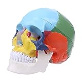 Nysunshine - Modelo de cráneo humano de colores, réplica de anatomía anatómica de tamaño real, modelo de cabeza de esqueleto para enseñanza médica, suministros de enseñanza