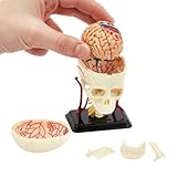 Modelo de calavera de anatomía humana | Puzzle de calavera humana de 39 piezas | perfecto para estudio de anatomía | Construye tu propio museo de anatomía |para enfermeras y estudiantes de medicina