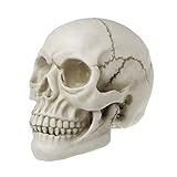 BANGNA Réplica de cráneo Humano de Arte de Resina, Modelo de enseñanza, Realista médico, tamaño Adulto 1: 1