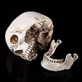 Réplica de cráneo humano, modelo de cráneo humano de 3 partes Modelo anatómico de cráneo humano adecuado para decoración del hogar