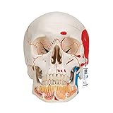 3B Scientific A22/1 Cráneo Clásico con Mandíbula Abierta, Pintado, 3 Piezas - 3B Smart Anatomy