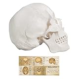 Medarchitect Modelo de Cráneo Humano, Modelo Anatómico de 3 Piezas a Tamaño Real con Plantilla a Color del Cráneo Humano para Estudiantes de Medicina o Cursos de Anatomía Humana
