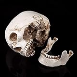 Modelo de resina de cráneo humano 1: 1, modelo de hueso de cabeza de cráneo de tamaño natural 21x16x12cm Réplica de esqueleto Decoración de fiesta de Halloween, para enseñanza médica anatómica