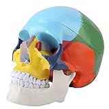 Kit Modelo Anatomía del Cráneo de Anatomía Humana Versión Didáctica Modelo Anatómico del Cráneo Humano Adulto de Color con Tarjeta Médico Enseñar Instrumento