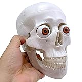 AWJ Modelo de cráneo Humano de tamaño Real réplica 1:1, Modelo de Cabeza de cráneo de anatomía Humana con Globo Ocular, Modelo de Hueso de Cabeza de cráneo Adulto Humano Realista con Globo ocula