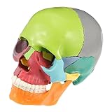 iplusmile - Modelo de cráneo humano (modelo de calavera anatómica de 22 piezas, desmontable cráneo cerebro médico cráneo cabeza modelo para la clínica dental de enseñanza herramienta