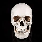 1Pc Cráneo Humano de Tamaño Natural Modelo de Cráneo de Resina Blanca para el Dibujo Modelo de Réplica Ornamento de la Fiesta de Dibujo