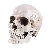 VOANZO Réplica de cráneo humano retro desprendible modelo anatómico médico Lifesize realista 1:1