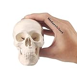 Medarchitect Modelo de cráneo pequeño tamaño de anatomía humana modelo de cráneo con mandíbula móvil y mandíbula articulada para dibujar cranio educación médica, decoración, estudiante de arte boceto