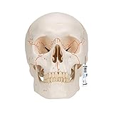 3B Scientific A21 Modelo Anatómico Humano - Modelo de Cráneo Clásico con Numeración, 3 Piezas + Software de Anatomía - 3B Smart Anatomy