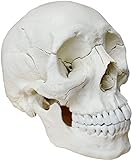 Cranstein A-217 - Cráneo de osteopatía (22 piezas, versión anatómica)