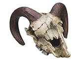 Nobby Ram Skull - Adornos para Acuario (17,5 x 16 x 9,5 cm)