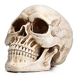 Readaeer Calavera Resina Decoración de Halloween Cráneo Humano Modelo (Tradicional)
