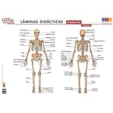 Láminas didácticas. Anatomía: Huesos (Material Escolar y Pedagogía)