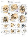 3B Scientific VR3131L Póster anatómico, el Cráneo Humano