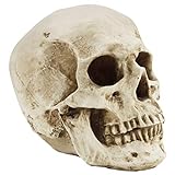 Kurtzy Modelo Calavera Humana 12 x 17 x 14,5 cm - Cráneo Humano Realista Hueso Resina Medico – Replica Tamaño Real Enseñanza Anatomía y Detalles Halloween Fiestas